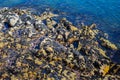 Wild black sea ocean mussels on rocks, natural environment seafood Royalty Free Stock Photo