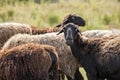 Wild black sheep field background Royalty Free Stock Photo