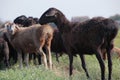 Wild black sheep field background Royalty Free Stock Photo