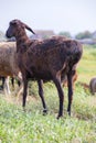 Wild black sheep field background Royalty Free Stock Photo