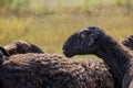 Wild black sheep field background Royalty Free Stock Photo