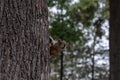 A wild black squirel Royalty Free Stock Photo