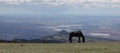 Wild black stallion grazing on Sykes Ridge high above the Bighorn canyon on the Wyoming Montana border in the western USA