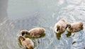 Wild Black Swan Royalty Free Stock Photo