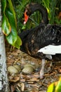 Wild black swan nest with eggs Royalty Free Stock Photo