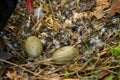 Wild black swan nest with eggs Royalty Free Stock Photo