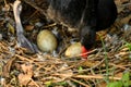 Wild black swan nest with eggs Royalty Free Stock Photo