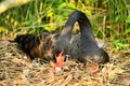 Wild black swan nest with eggs Royalty Free Stock Photo