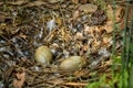 Wild black swan nest with eggs Royalty Free Stock Photo