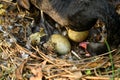 Wild black swan nest with eggs Royalty Free Stock Photo