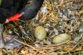 Wild black swan nest with eggs Royalty Free Stock Photo