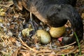 Wild black swan nest with eggs Royalty Free Stock Photo