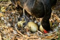 Wild black swan nest with eggs Royalty Free Stock Photo