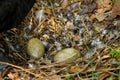 Wild black swan nest with eggs Royalty Free Stock Photo