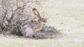 Wild Black-tailed Jackrabbit (Lepus californicus) Royalty Free Stock Photo