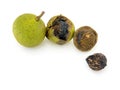 Wild food. Black walnuts in husk and shell isolated
