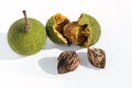 Wild black walnuts in and out of husk