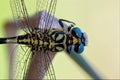 Wild black yellow dragonfly anax imperator on Royalty Free Stock Photo