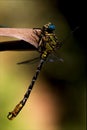 Wild black yellow dragonfly imperator Royalty Free Stock Photo