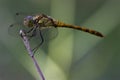 Wild black yellow dragonfly Royalty Free Stock Photo