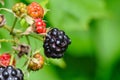 Wild blackberries