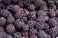 Wild blackberries Royalty Free Stock Photo