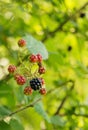 Wild blackberries