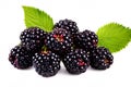 wild blackberries. blackberry berry