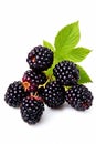 wild blackberries. blackberry berry