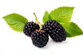 wild blackberries. blackberry berry