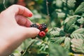 Wild blackberries Royalty Free Stock Photo