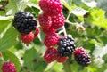 Wild blackberries in different states of maturity