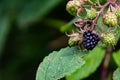 Wild blackberries on a green branch in the forrest. Dark green background Royalty Free Stock Photo