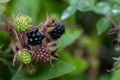 Wild blackberries on a green branch in the forrest. Selective focus Royalty Free Stock Photo