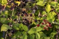 The wild blackberries close-up Royalty Free Stock Photo