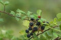 Wild Blackberries growing ripening twig Natural food - fresh garden. Bunch of ripe blackberry fruit - Rubus fruticosus branch Royalty Free Stock Photo