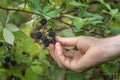Wild Blackberries growing ripening twig Natural food - fresh garden. Bunch of ripe blackberry fruit - Rubus fruticosus branch Royalty Free Stock Photo