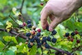 Wild Blackberries growing ripening twig Natural food - fresh garden. Bunch of ripe blackberry fruit - Rubus fruticosus branch Royalty Free Stock Photo