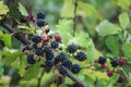 Wild Blackberries growing ripening twig Natural food - fresh garden. Bunch of ripe blackberry fruit - Rubus fruticosus branch Royalty Free Stock Photo