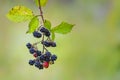 Wild Blackberries growing ripening twig Natural food - fresh garden. Bunch of ripe blackberry fruit - Rubus fruticosus branch Royalty Free Stock Photo