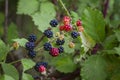 Wild Blackberries growing ripening twig Natural food - fresh garden. Bunch of ripe blackberry fruit - Rubus fruticosus branch Royalty Free Stock Photo