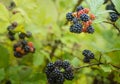 Wild Blackberries growing ripening twig Natural food - fresh garden. Bunch of ripe blackberry fruit - Rubus fruticosus branch Royalty Free Stock Photo