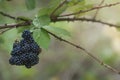 Wild Blackberries growing ripening twig Natural food - fresh garden. Bunch of ripe blackberry fruit - Rubus fruticosus branch Royalty Free Stock Photo