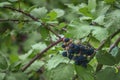 Wild Blackberries growing ripening twig Natural food - fresh garden. Bunch of ripe blackberry fruit - Rubus fruticosus branch Royalty Free Stock Photo