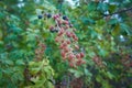 Wild blackberries on plant in field. more mature red and black bramble fruit