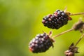 Wild Blackberries Royalty Free Stock Photo