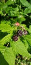 Wild blackberries ripe in summer Royalty Free Stock Photo