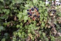 Wild blackberries on tree