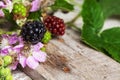 Wild Blackberries at Various Stages of Ripeness Royalty Free Stock Photo