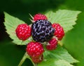 WILD BLACKBERRIES ON VINE